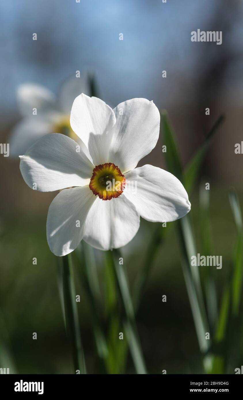 Blume des Narcissus poeticus Stockfoto