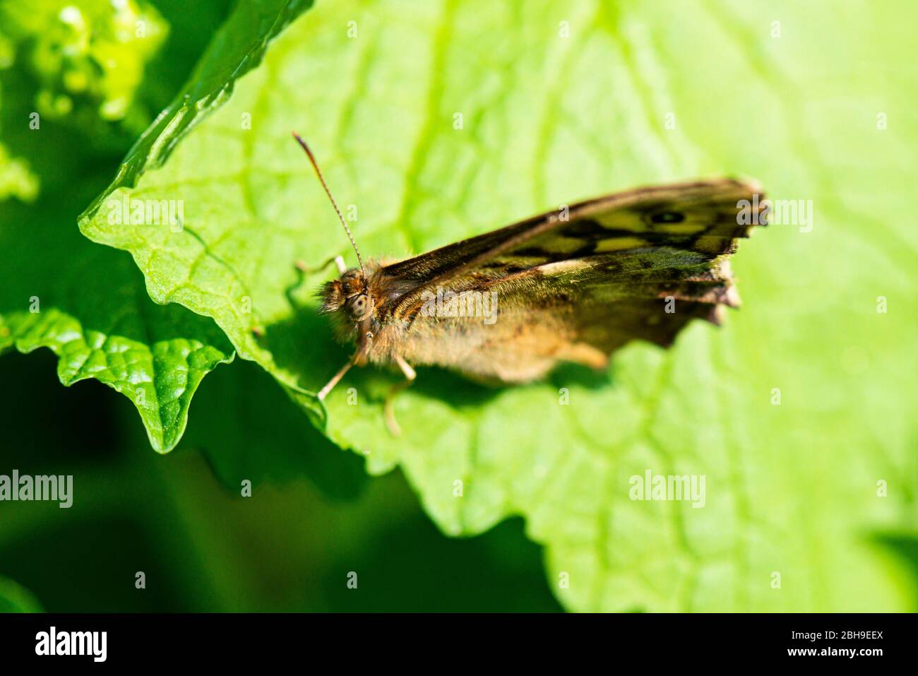 Ein gefleckter Schmetterling aus Holz (Pararge aegeria) auf dem Blatt eines Knoblauchsenfs (Alliaria petiolata) Stockfoto