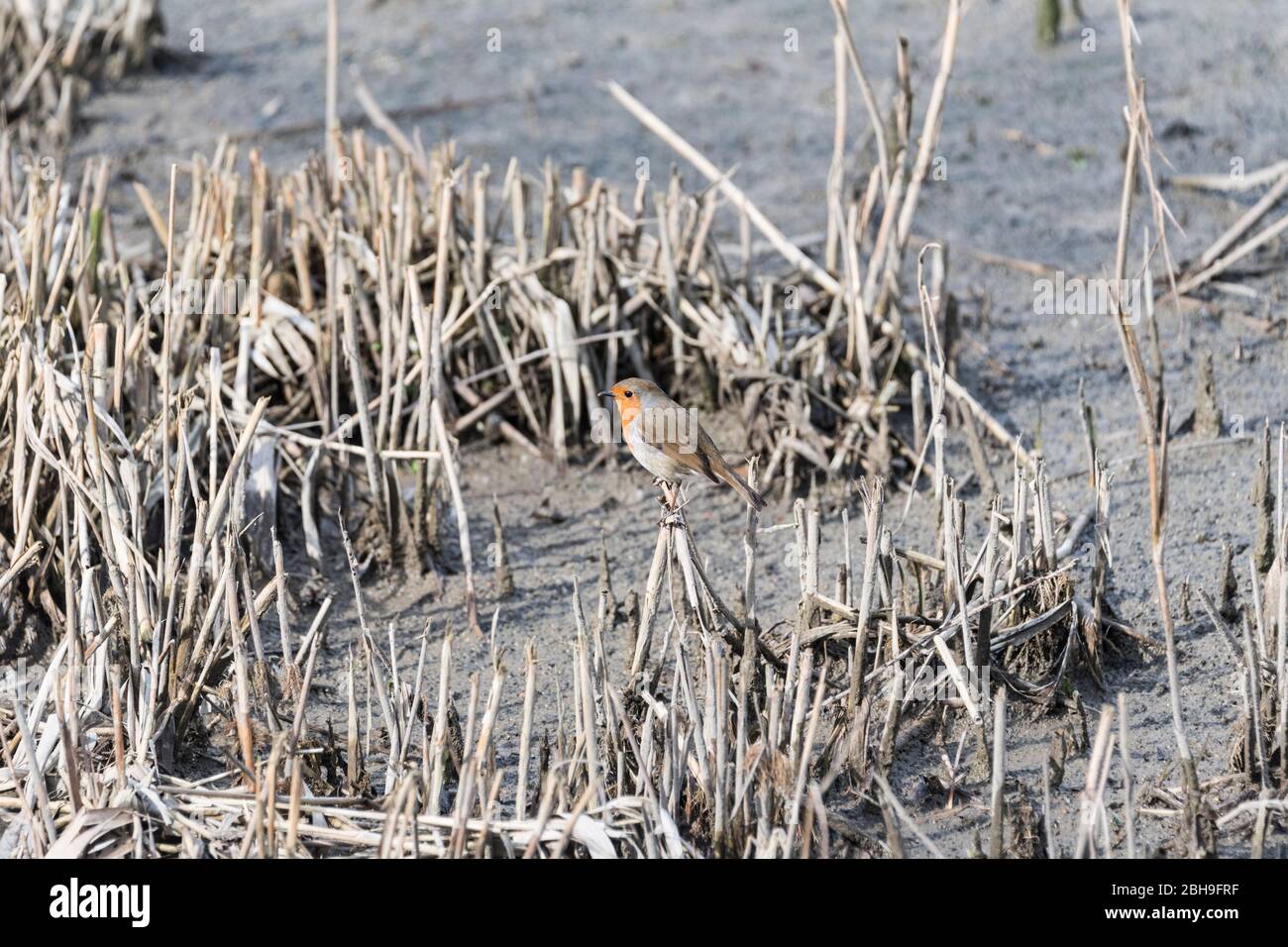 Robin (Erithacus rubecula) Stockfoto