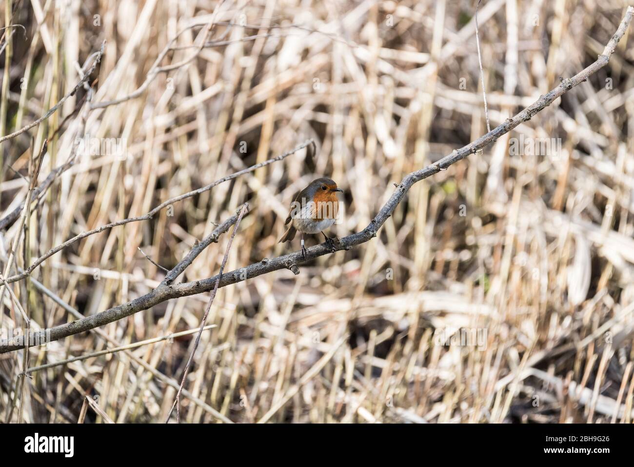 Robin (Erithacus rubecula) Stockfoto