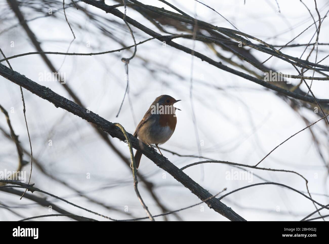 Thront Robin (Erithacus rubecula) ruft Stockfoto