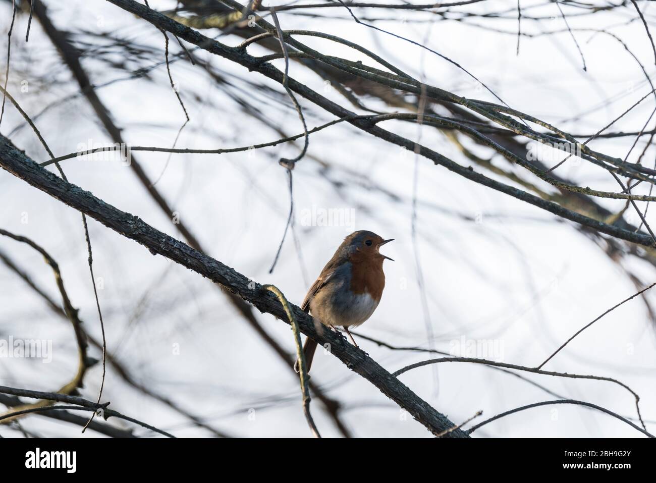Thront Robin (Erithacus rubecula) ruft Stockfoto