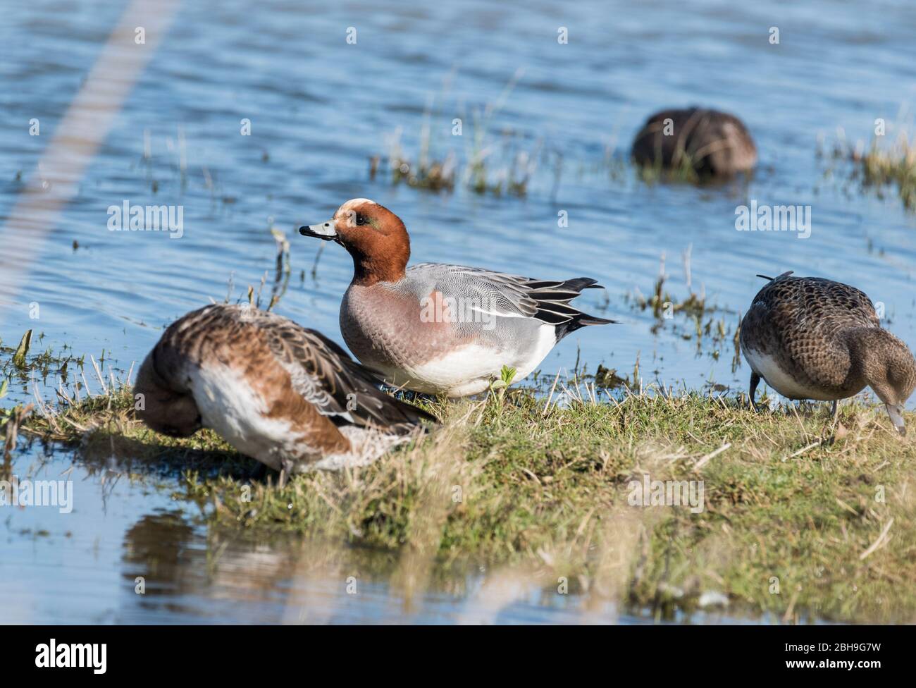 Männlicher Wigeon (Anas penelope) Stockfoto