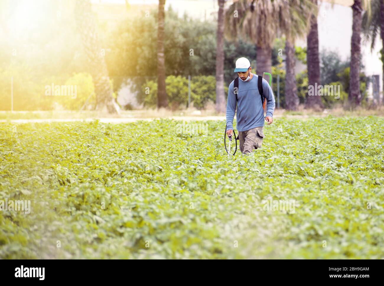 Covid 19 Industrie. Unkrautvernichtungsmittel Begasung. Ökologische Landwirtschaft. Spray Pestizide, Pestizide in Kartoffelpflanzen landwirtschaftlichen Plantage, s Stockfoto