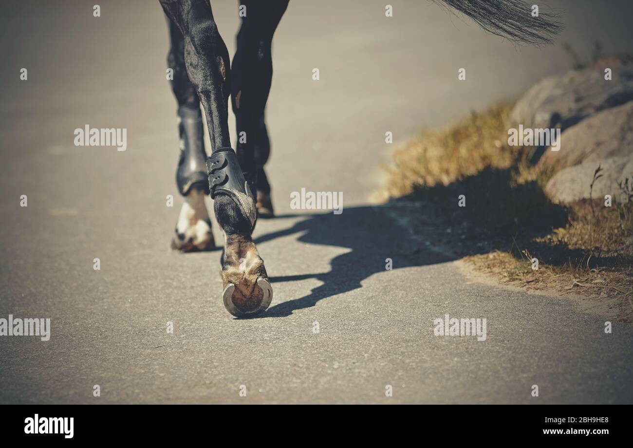 Füße laufen Sportpferd. Das hintere Bein eines beschuchten Pferdes. Hufe eines Pferdes mit Hufeisen. Stockfoto