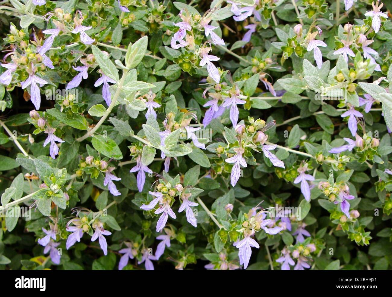 Blassviolette kleine Blüten auf buschiger Pflanze schließen sich dem Hintergrund an Stockfoto