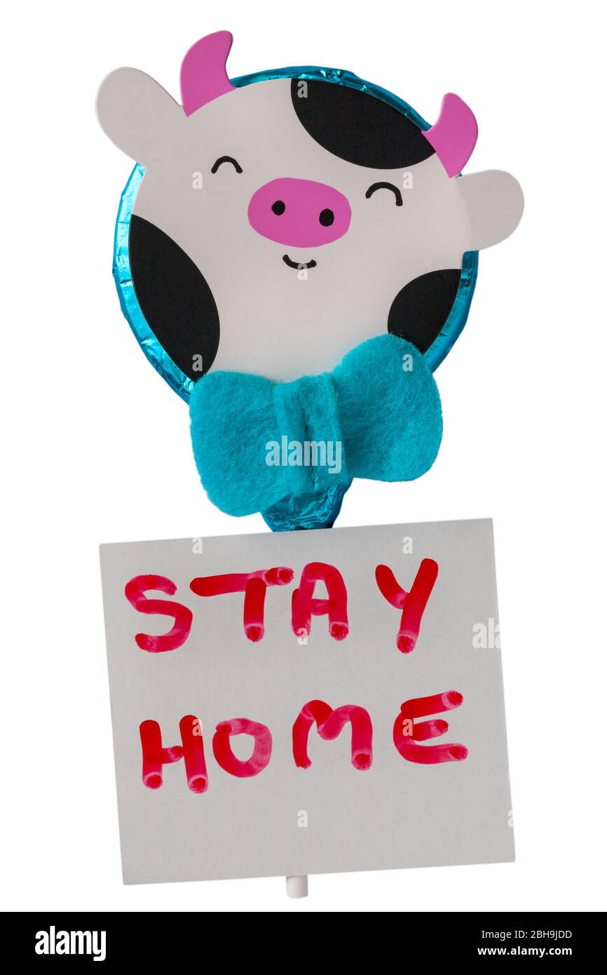 M&S Easter Cow folierte Vollmilch-Schokolade-Lollipop mit Stay Home-Schild auf weißem Hintergrund - Konzept zu Hause bleiben für Coronavirus Sperrung UK Stockfoto