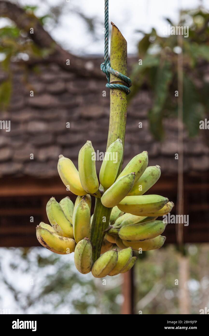 Laos, Sainyabuli, hängende Bananen Stockfoto