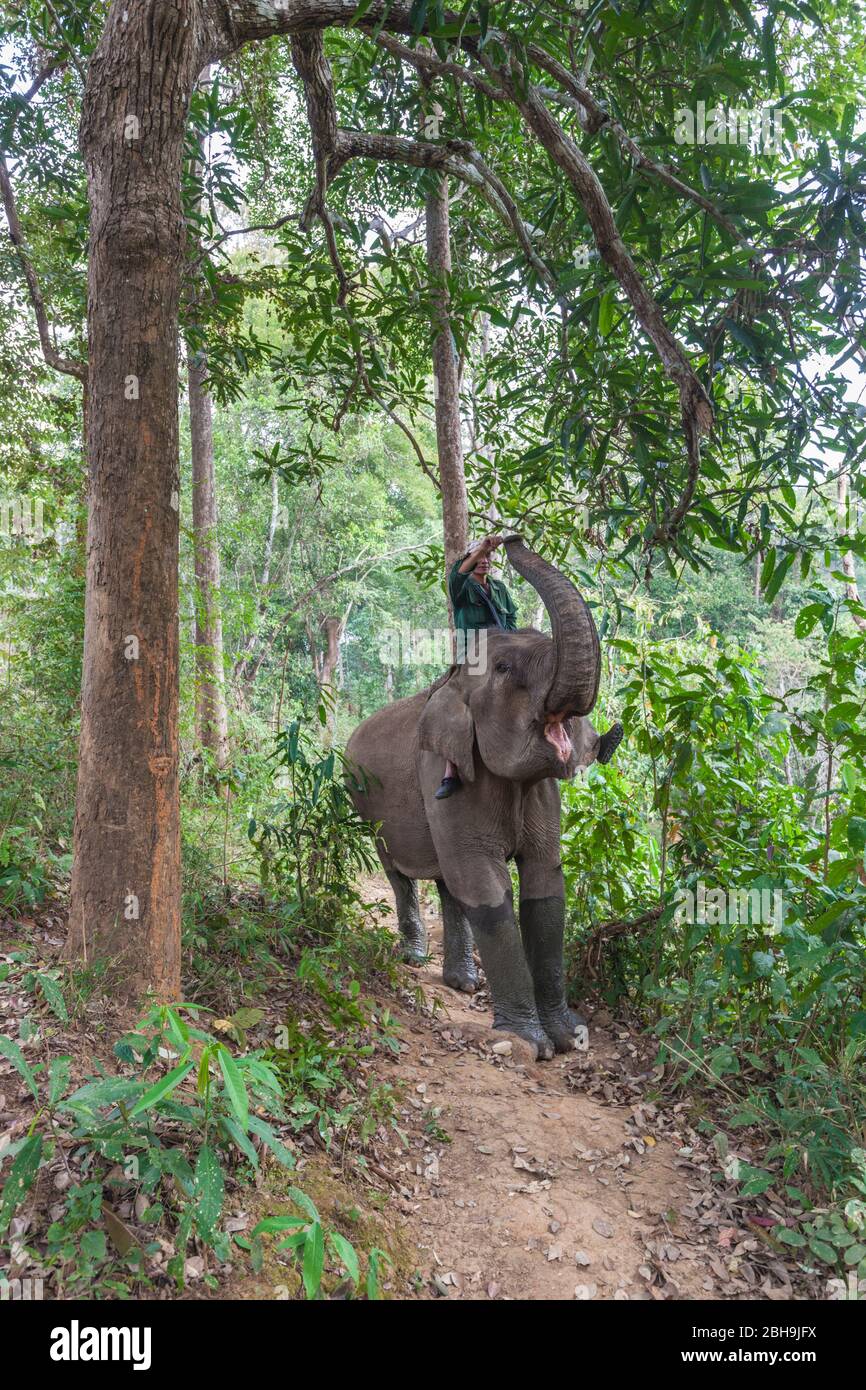 Laos, Sainyabuli, Elephant Conservation Centre, Asian Elephant, elephas maximus und mahout, MR-LAO-ECC-18-004 Stockfoto