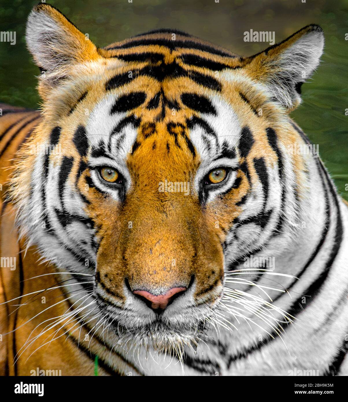 Bengaler Tiger Portrait, Indien Stockfoto