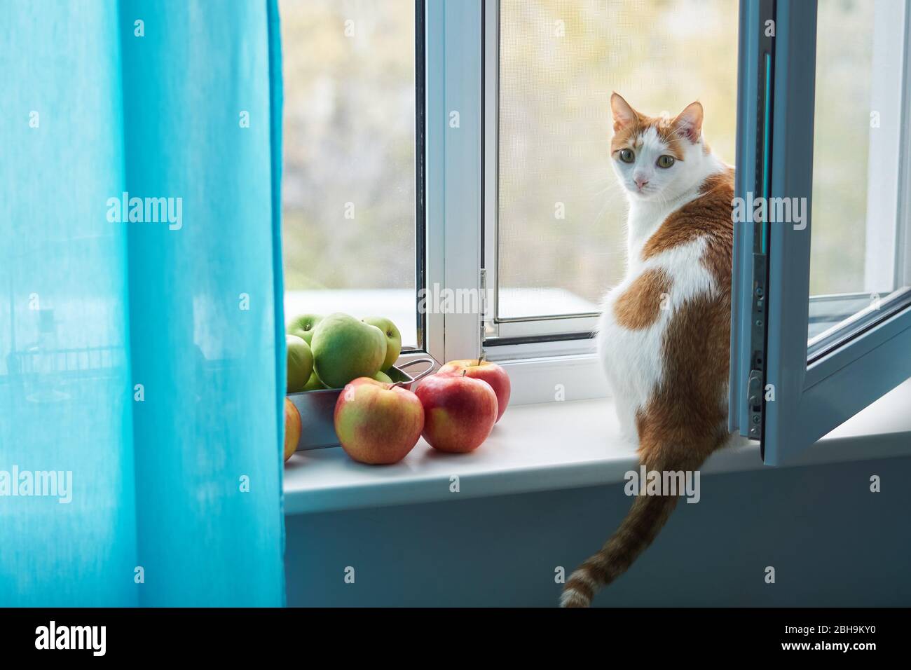 Weiße und Ingwer Katze sitzt auf einer Fensterbank neben grünen und roten Äpfeln. Katze direkt auf die Kamera schauen, blaue Vorhänge schließen einen Teil des w Stockfoto