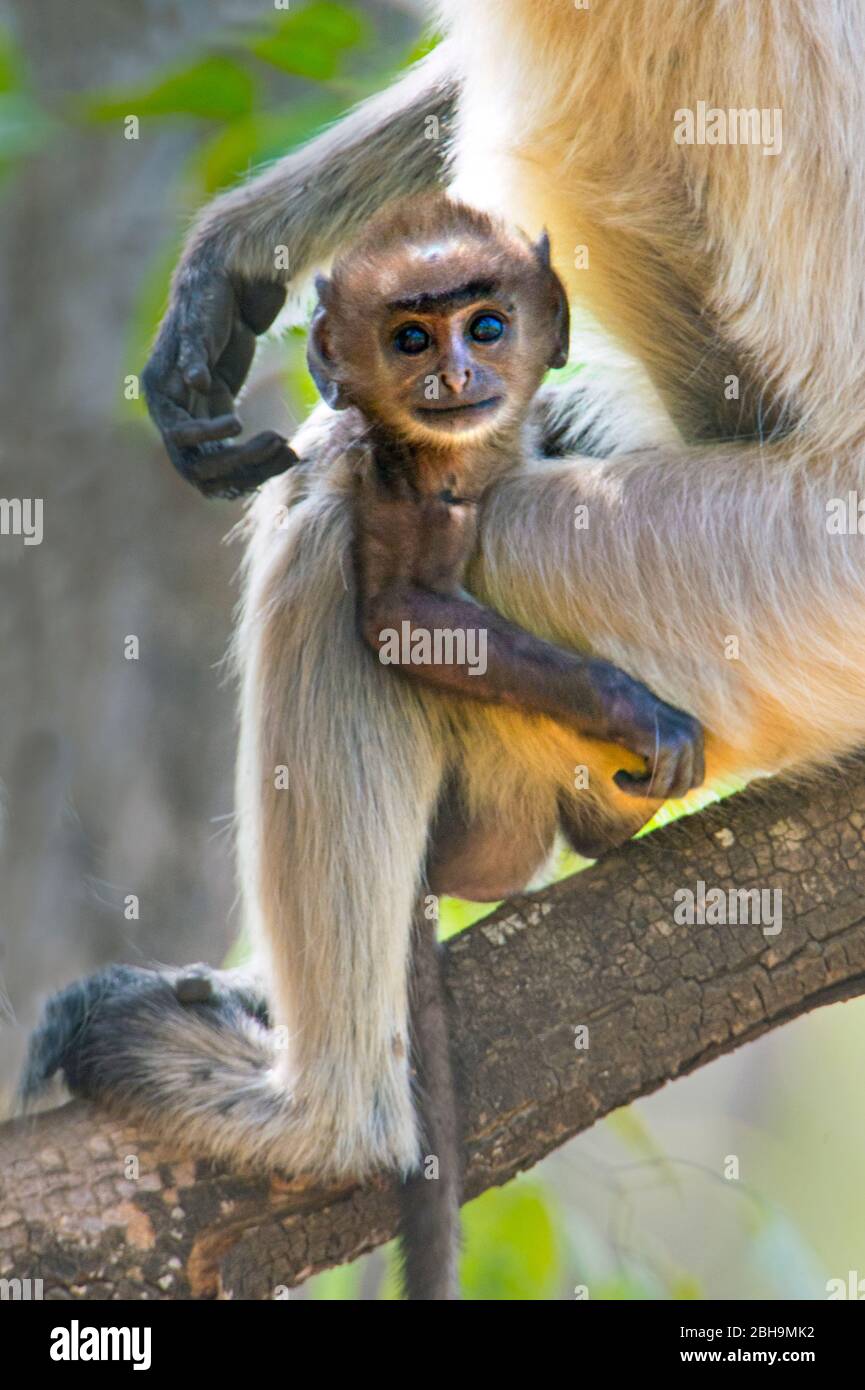 Langur Monkey Säugling Blick auf Kamera, Indien Stockfoto