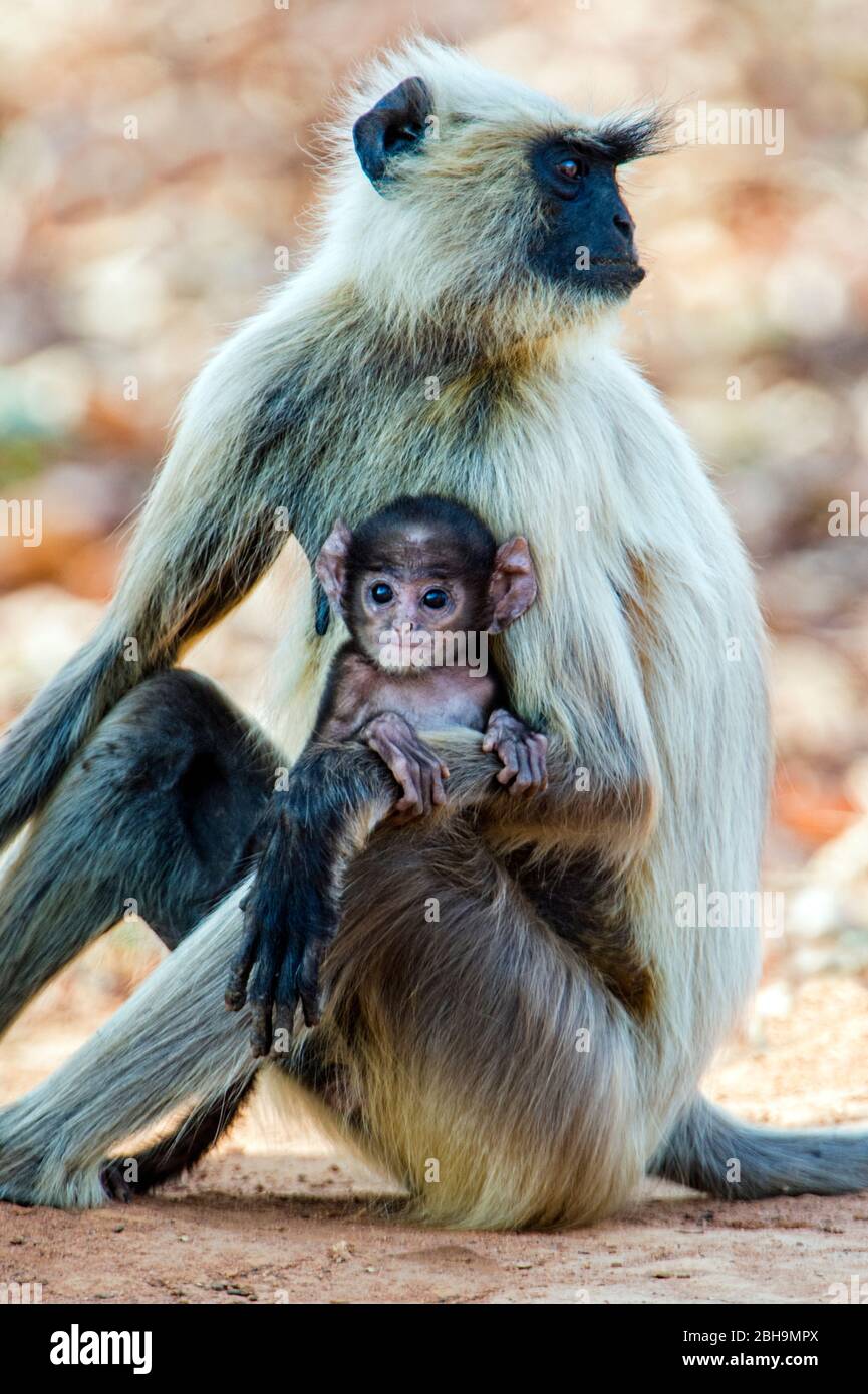 Langur-Affe mit Säugling, Indien Stockfoto
