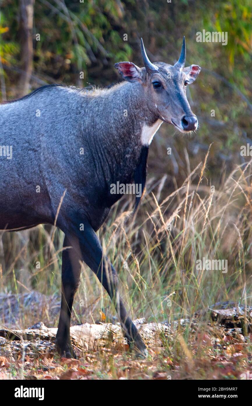 Nahaufnahme von Nilgai (Blauer Bulle) (Boselaphus tragocamelus), Indien Stockfoto