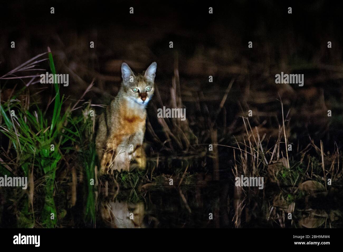 Jungle Katze (Felis chaus) in der Nacht gefangen, Indien Stockfoto