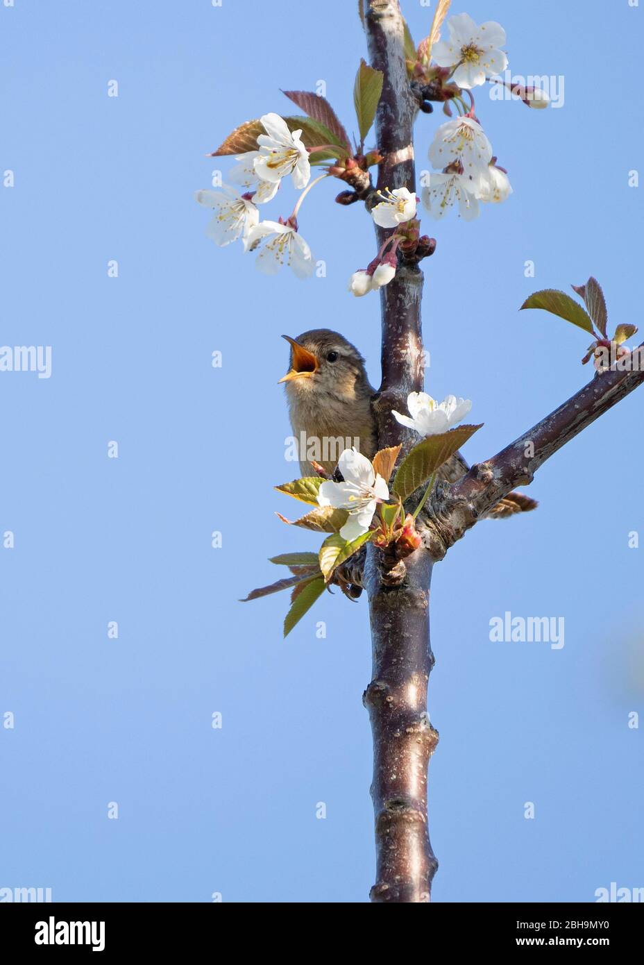Wren- Troglodytes troglodytes in vollem Lied thront auf Wild Cherry- Prunus avium. Feder. Stockfoto