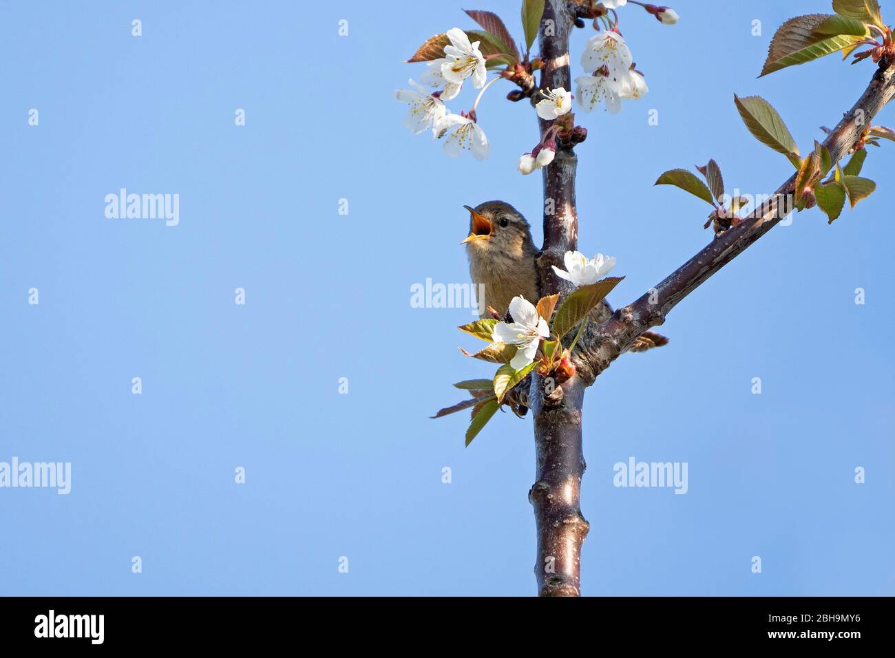 Wren- Troglodytes troglodytes in vollem Lied thront auf Wild Cherry- Prunus avium. Feder. Stockfoto