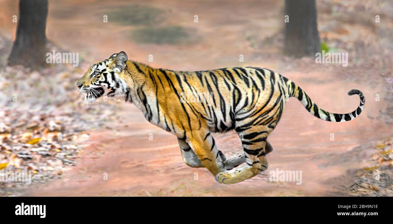 Laufender bengalischer Tiger, Indien Stockfoto