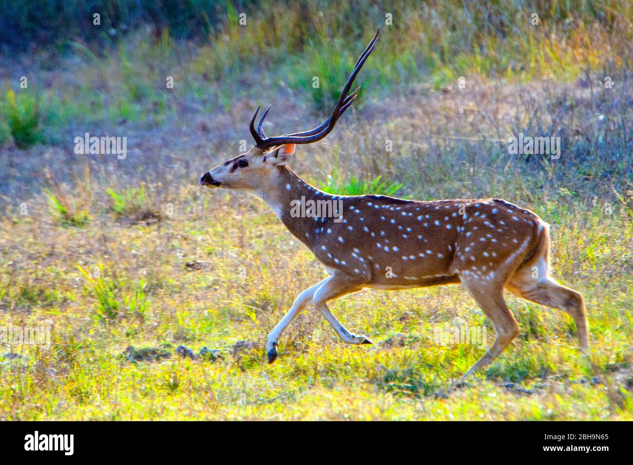 Laufende gefleckte Hirsche (Chital) (cheetal), Indien Stockfoto