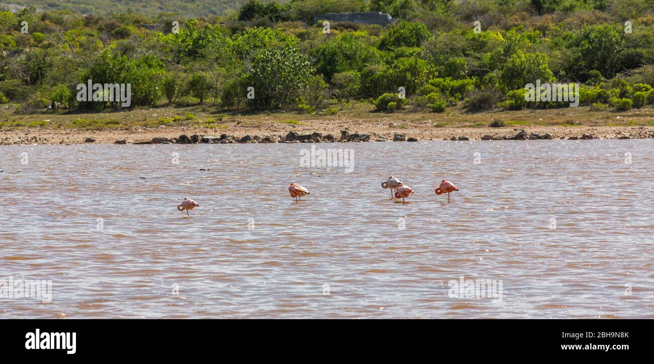 Flamingos, Cockburn Town, Grand Turk Island, Turks- und Caicosinseln, Mittelamerika Stockfoto