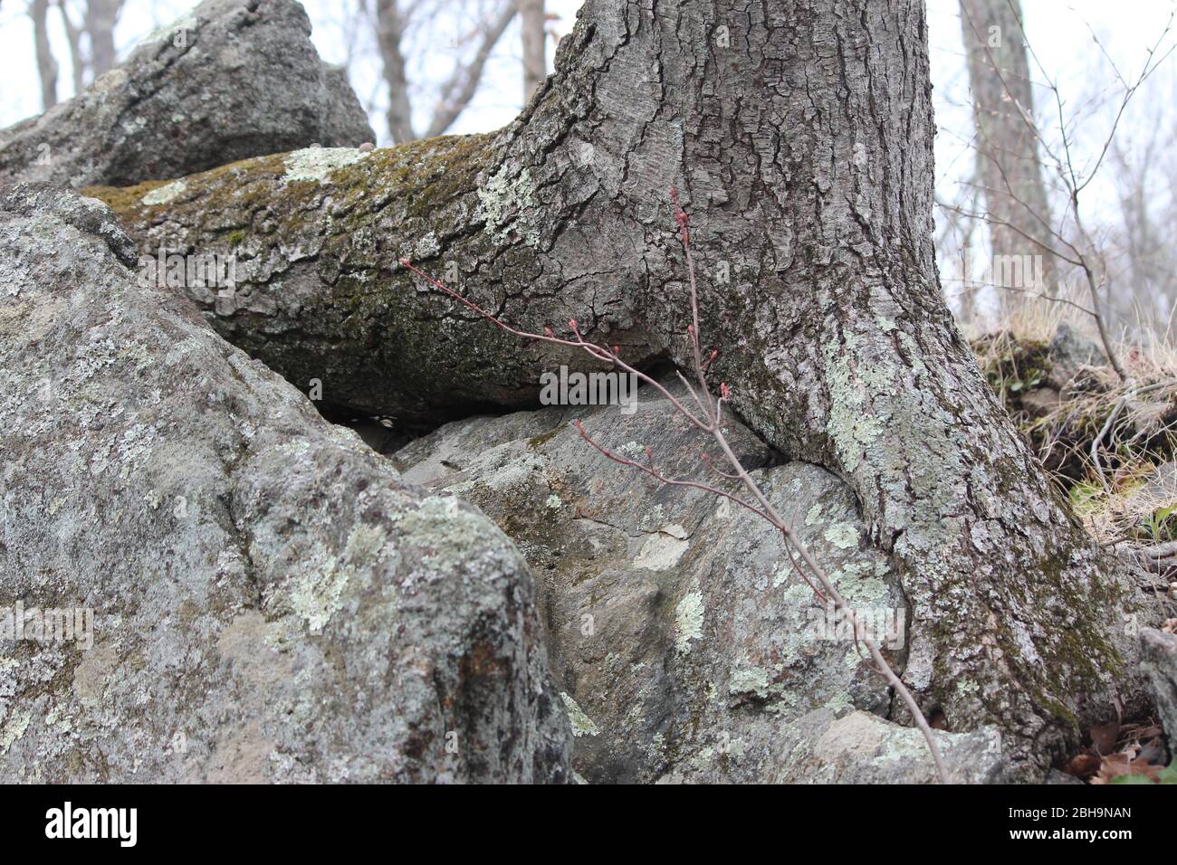 Baum wächst um Felsen Stockfoto