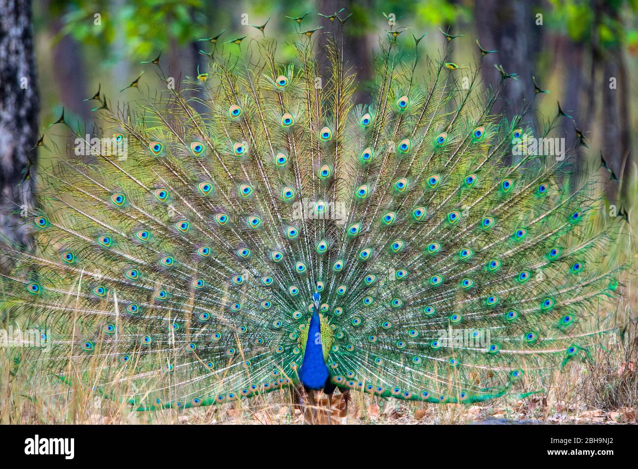 Pfau (Pfauenvögel) mit ausgefächerten Federn, Indien Stockfoto
