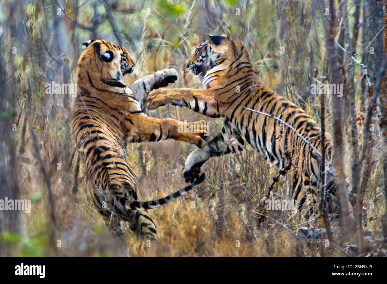 Zwei kämpfende bengalische Tiger, Indien Stockfoto