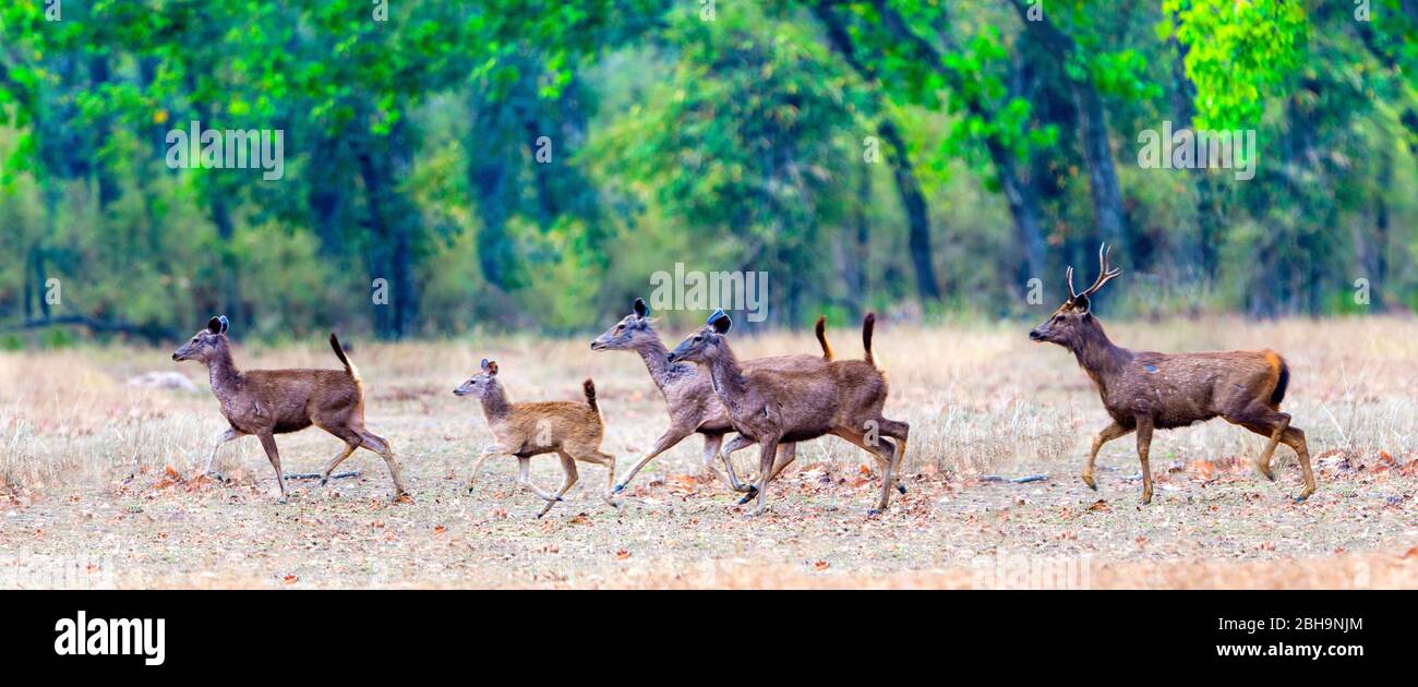 Laufende Herde Sambar (Rusa unicolor), Indien Stockfoto