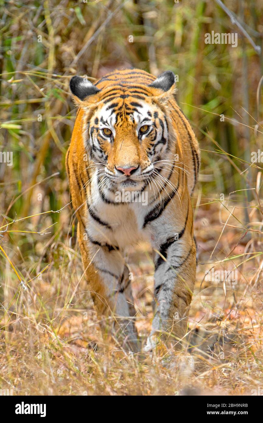 Nahaufnahme des bengalischen Tigers, Indien Stockfoto