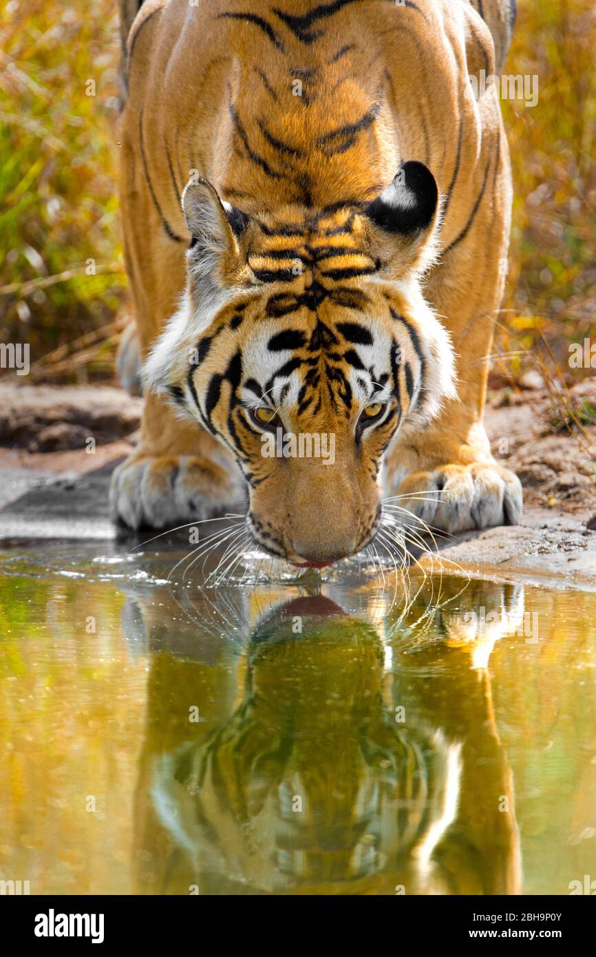 Bengaltiger, der sich im Wasser spiegelt, Indien Stockfoto