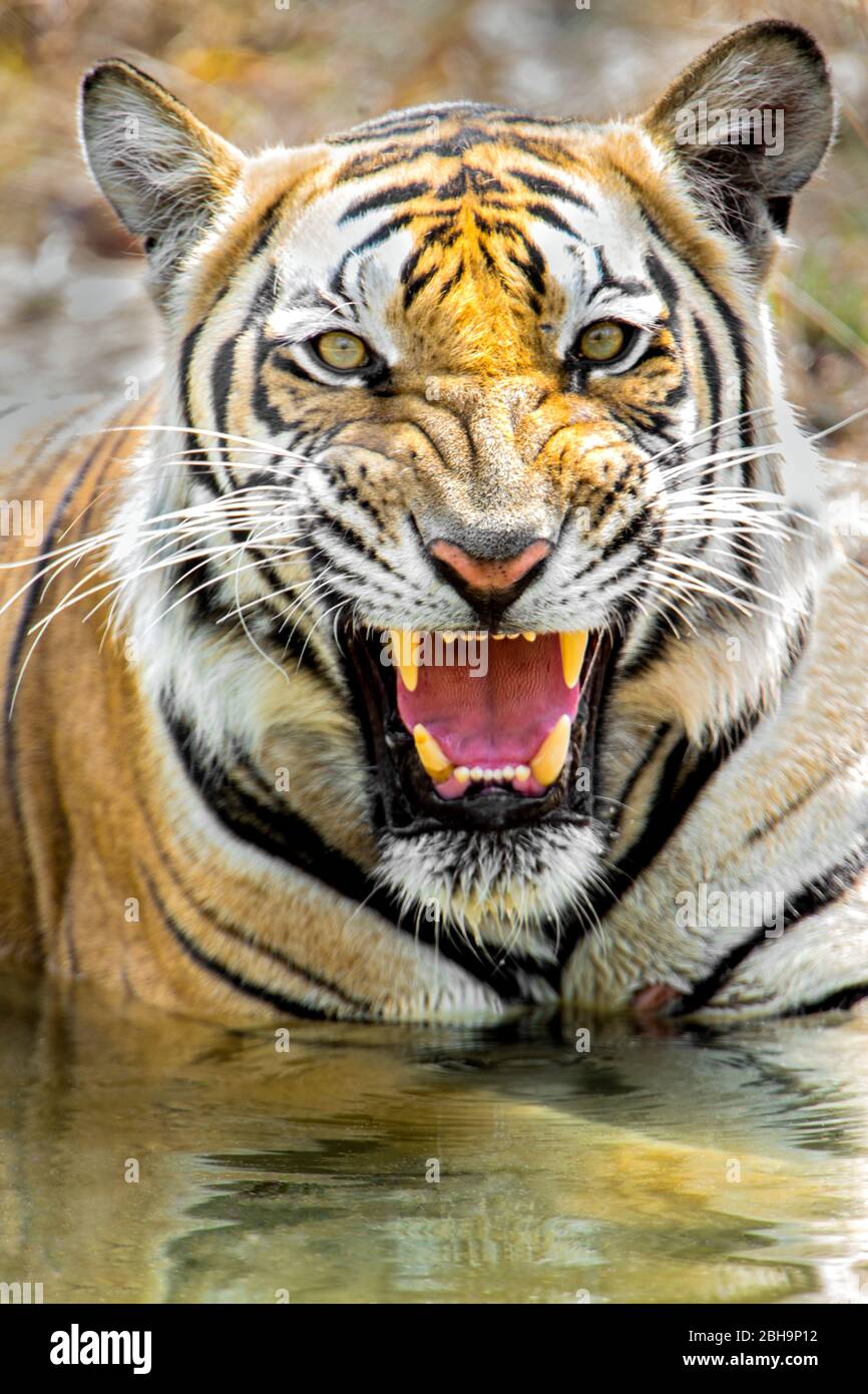 Brüllender bengalischer Tiger, Indien Stockfoto