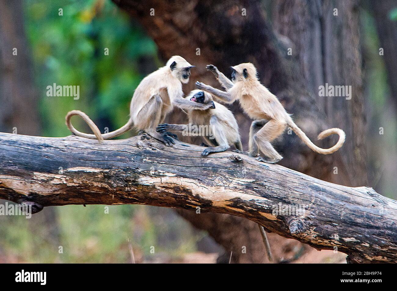 Langur Affen spielen auf Baumzweig, Indien Stockfoto