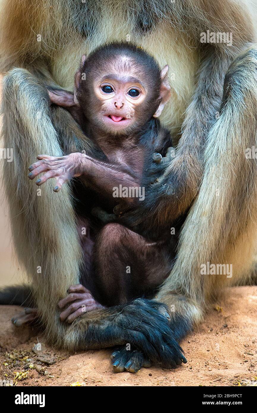 Säugling Langur Affe Blick auf Kamera, Indien Stockfoto