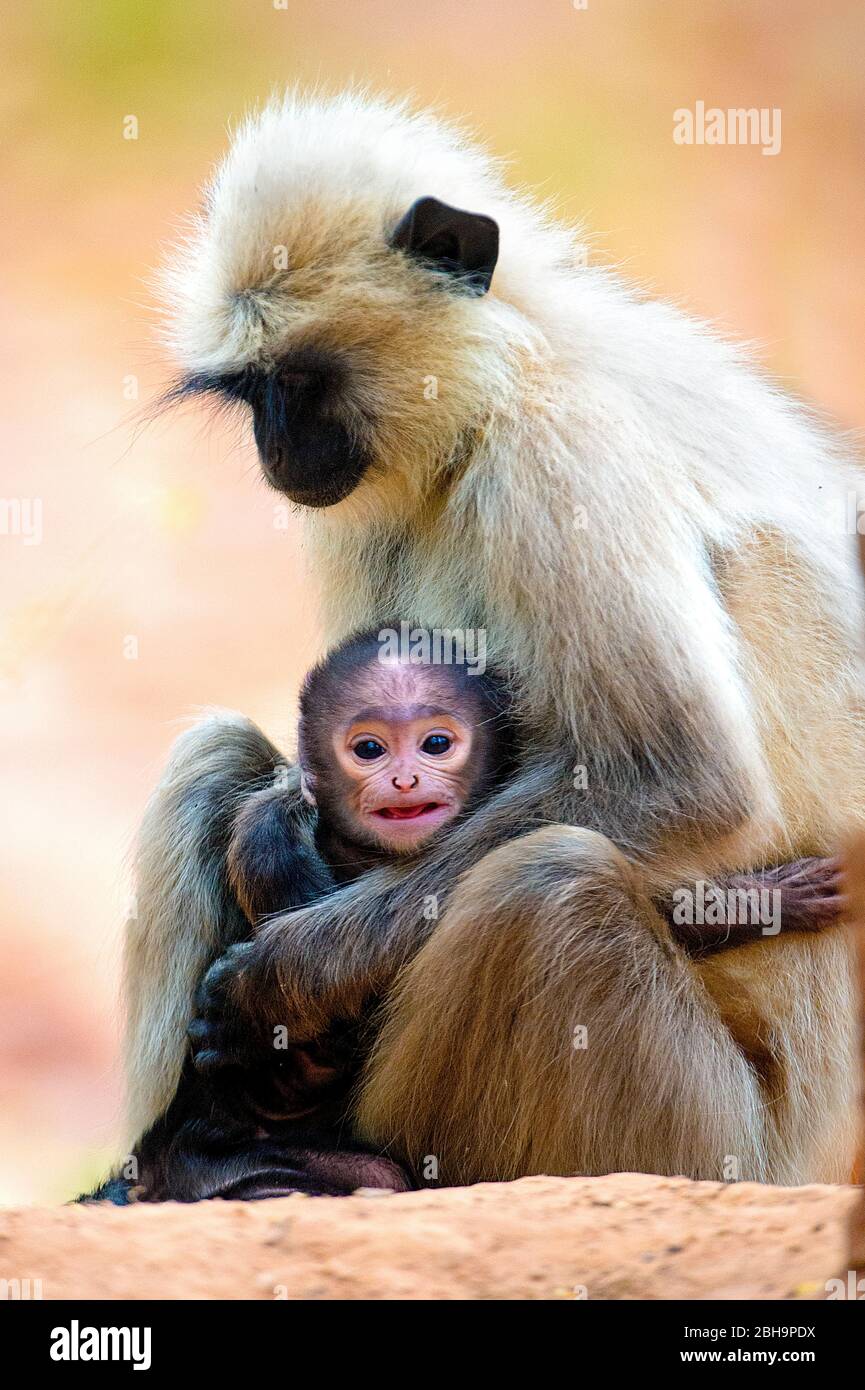 Langur-Affe mit Säugling, Indien Stockfoto
