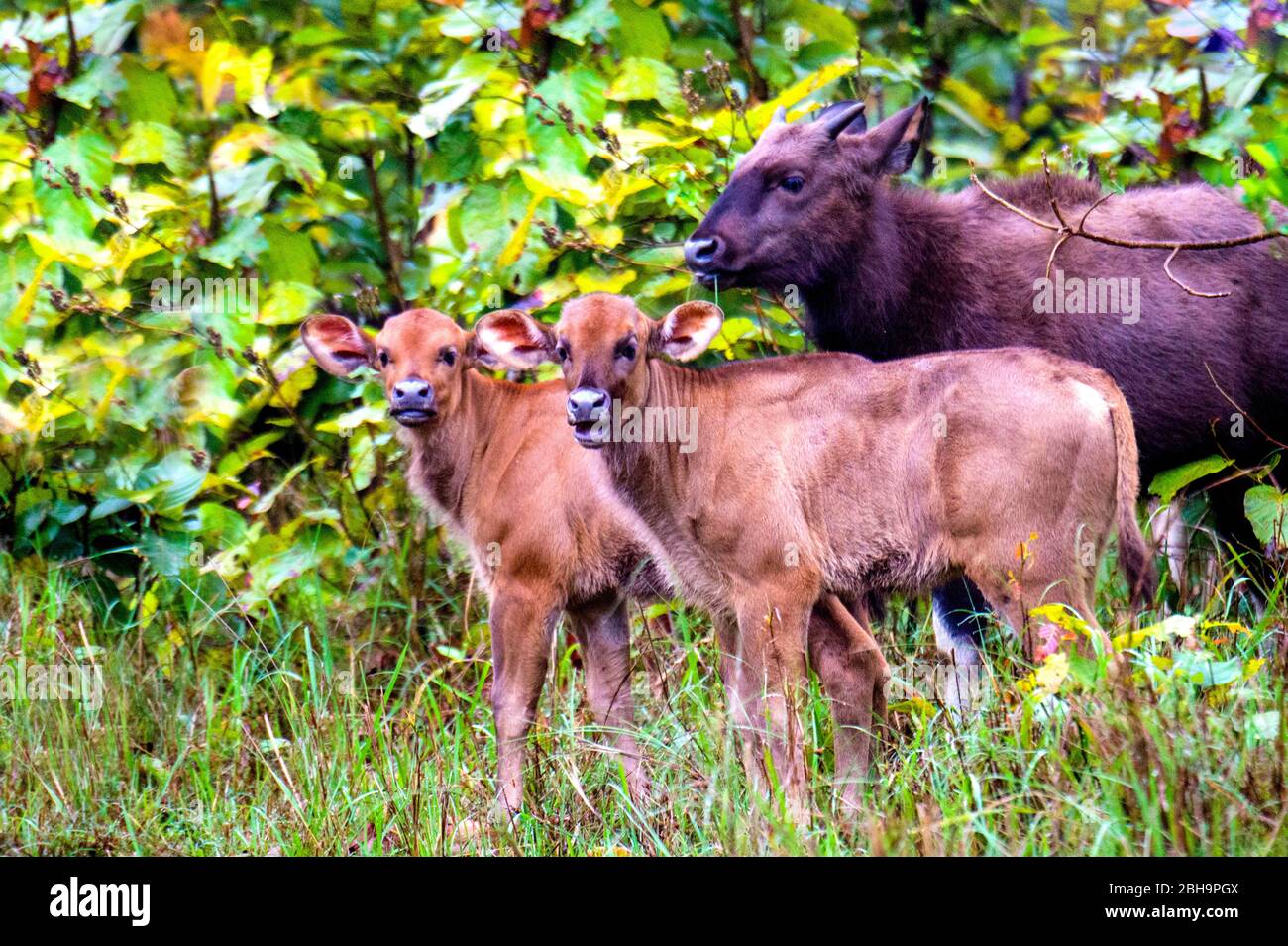 Gaur (indisches Bison) Kalb, Indien Stockfoto