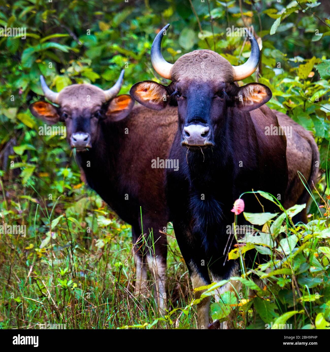 Nahaufnahme von Gaur (Indischer Bison), Indien Stockfoto