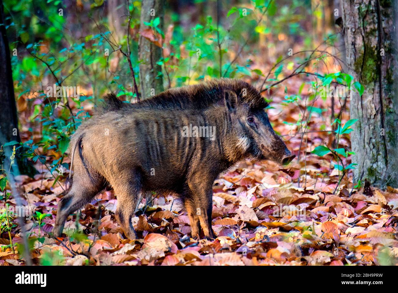 Nahaufnahme von Wildschweinen (Sus scrofa), Indien Stockfoto