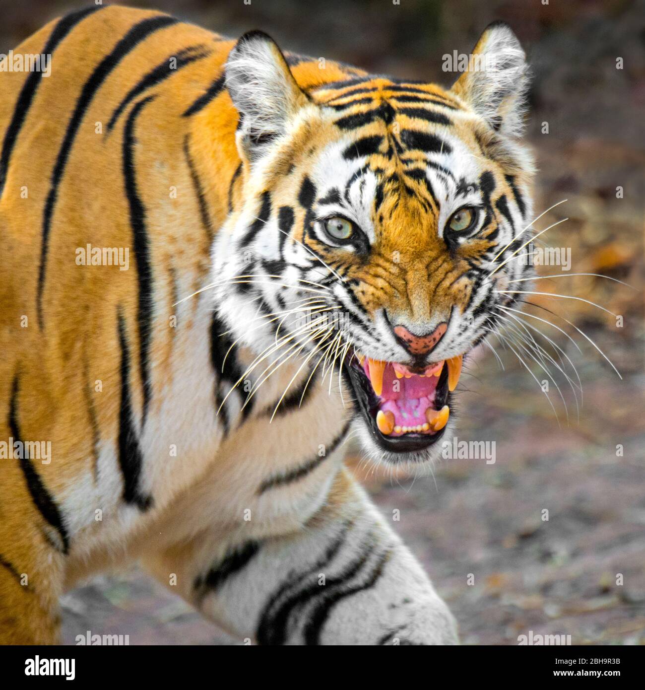 Nahaufnahme des brüllenden bengalischen Tigers, Indien Stockfoto