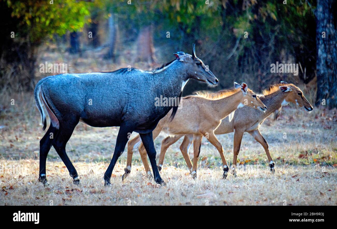 Nahaufnahme von Nilgai (Blauer Bulle), Indien Stockfoto