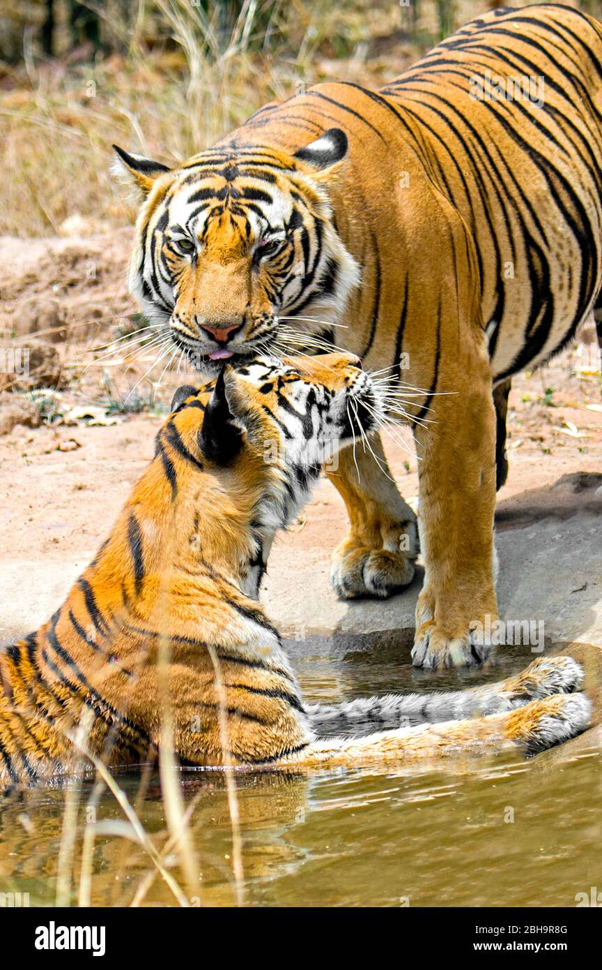 Zwei bengalische Tiger, Indien Stockfoto