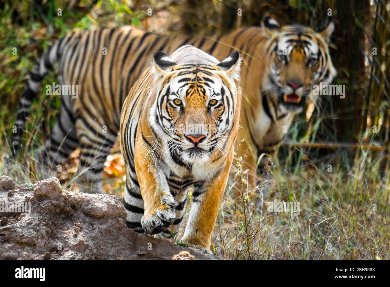 Zwei bengalische Tiger, die sich die Kamera angucken, Indien Stockfoto