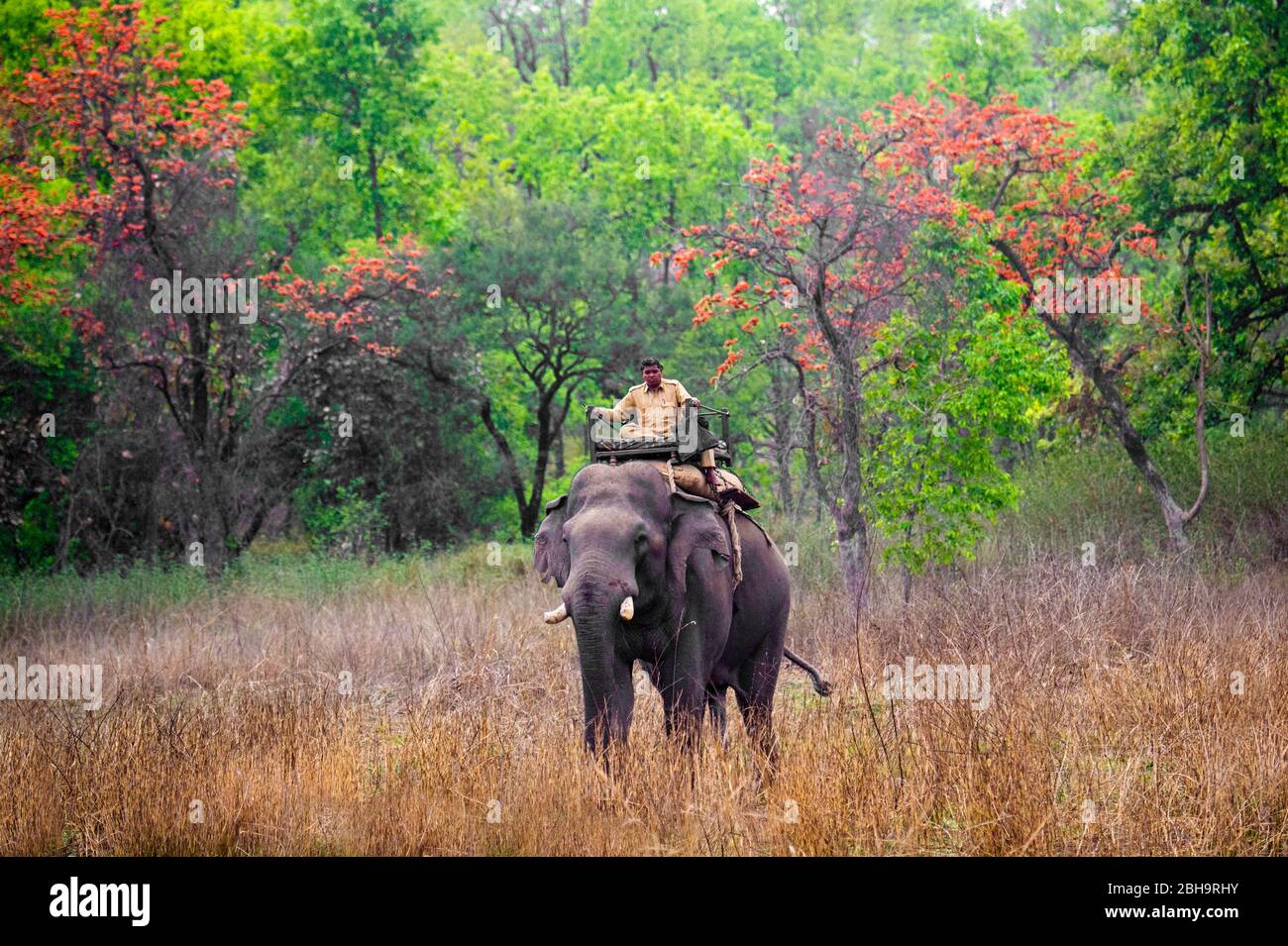 Park Ranger Reiten auf Elefanten, Indien Stockfoto