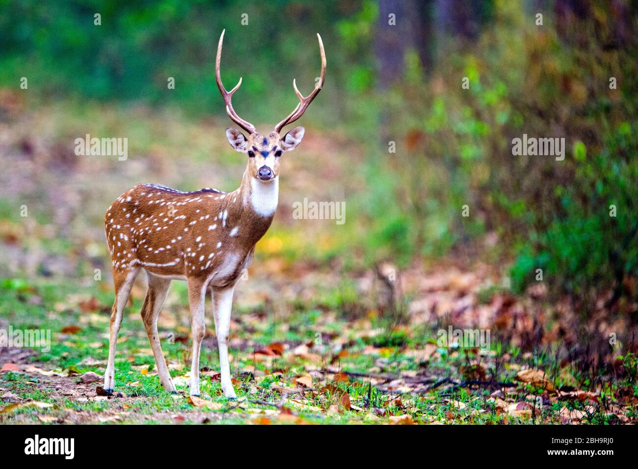 Gefleckte Hirsche, die die Kamera ansahen, Indien Stockfoto