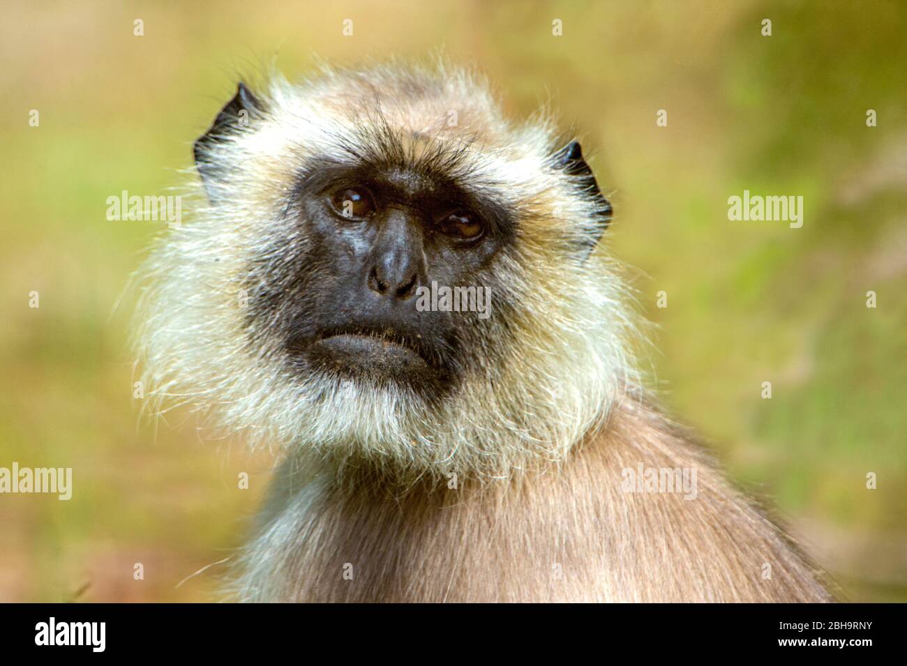 Nahaufnahme des langurischen Affen, Indien Stockfoto
