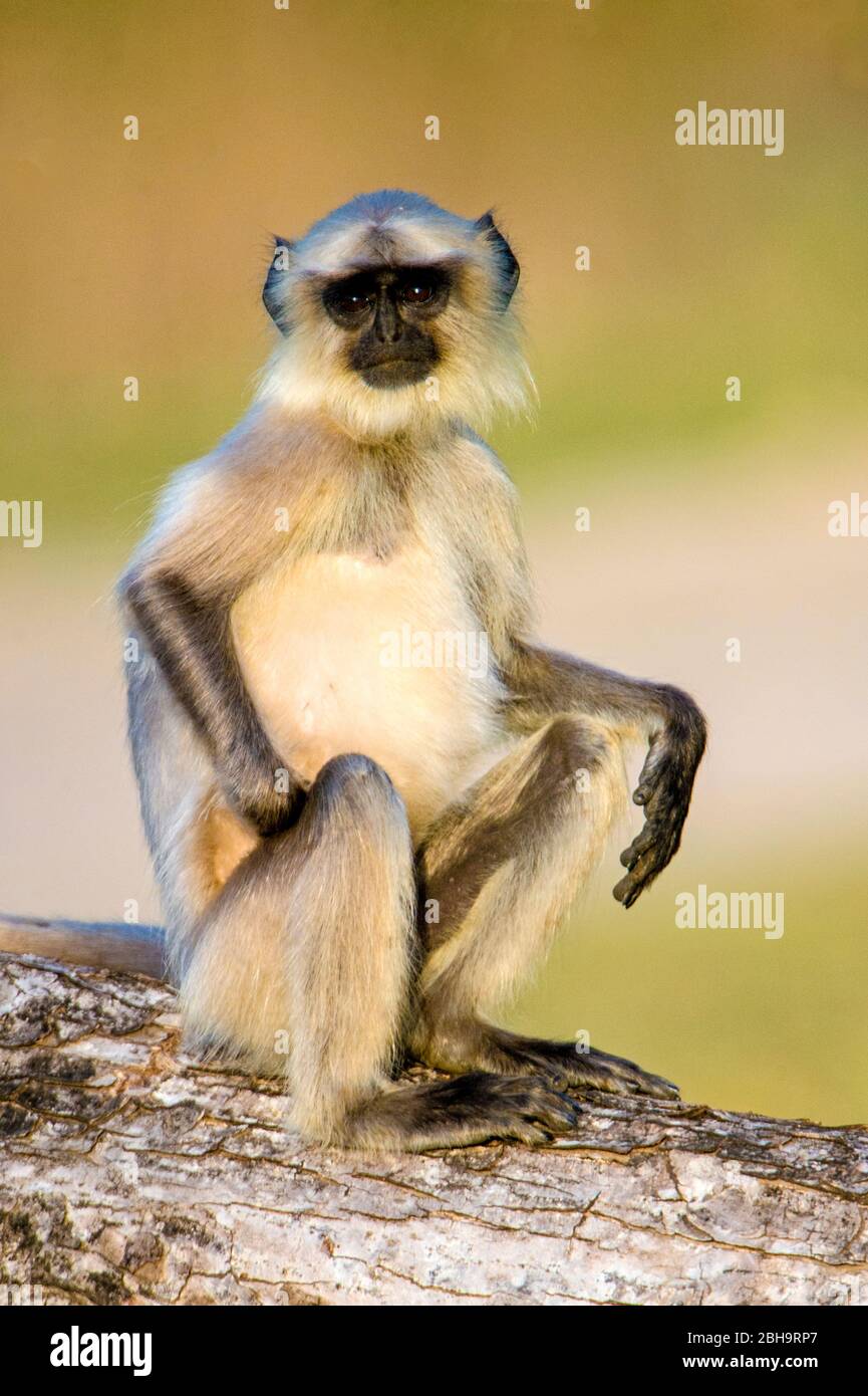 Nahaufnahme des Langur-Affen, Indien Stockfoto