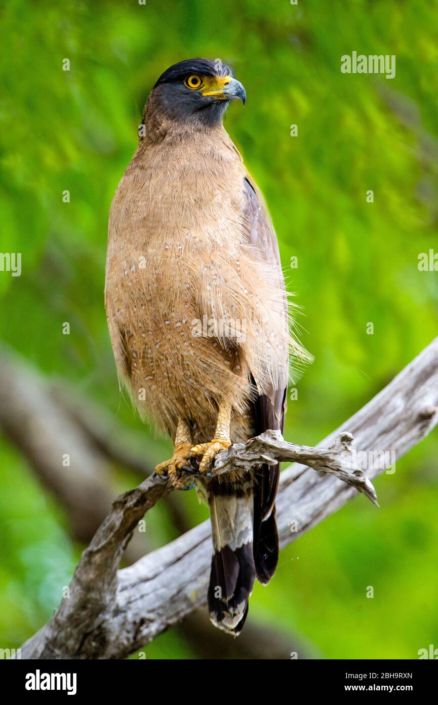 Schlangenadler (Spilornis cheela), der auf dem Ast des Baumes steht, Indien Stockfoto