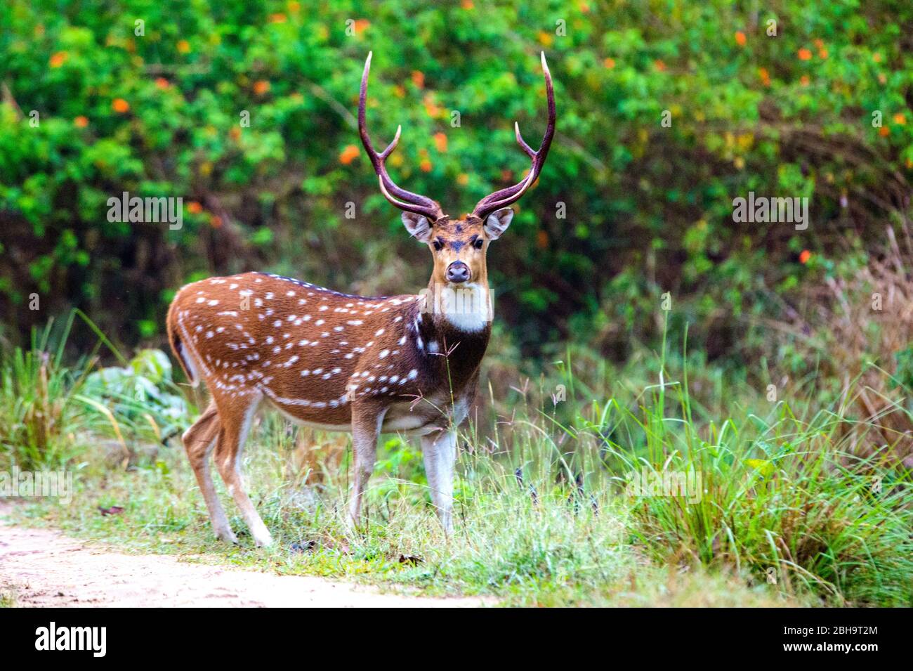 Gefleckte Hirsche (cheetal), die Kamera angeschaut haben, Indien Stockfoto
