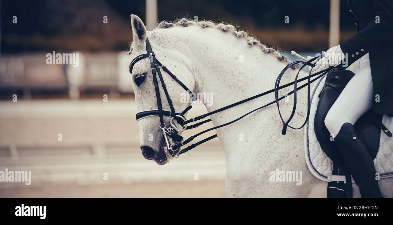 Reitsport. Portrait Sport grauen Hengst im Doppelzaum. Dressurpferd. Stockfoto