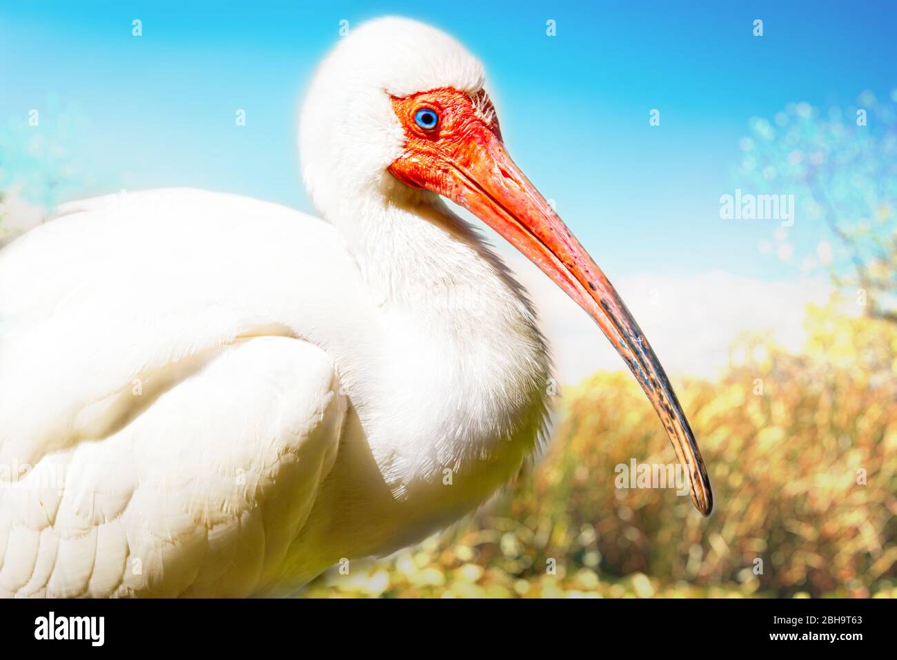 American White Ibis in den Everglades Stockfoto