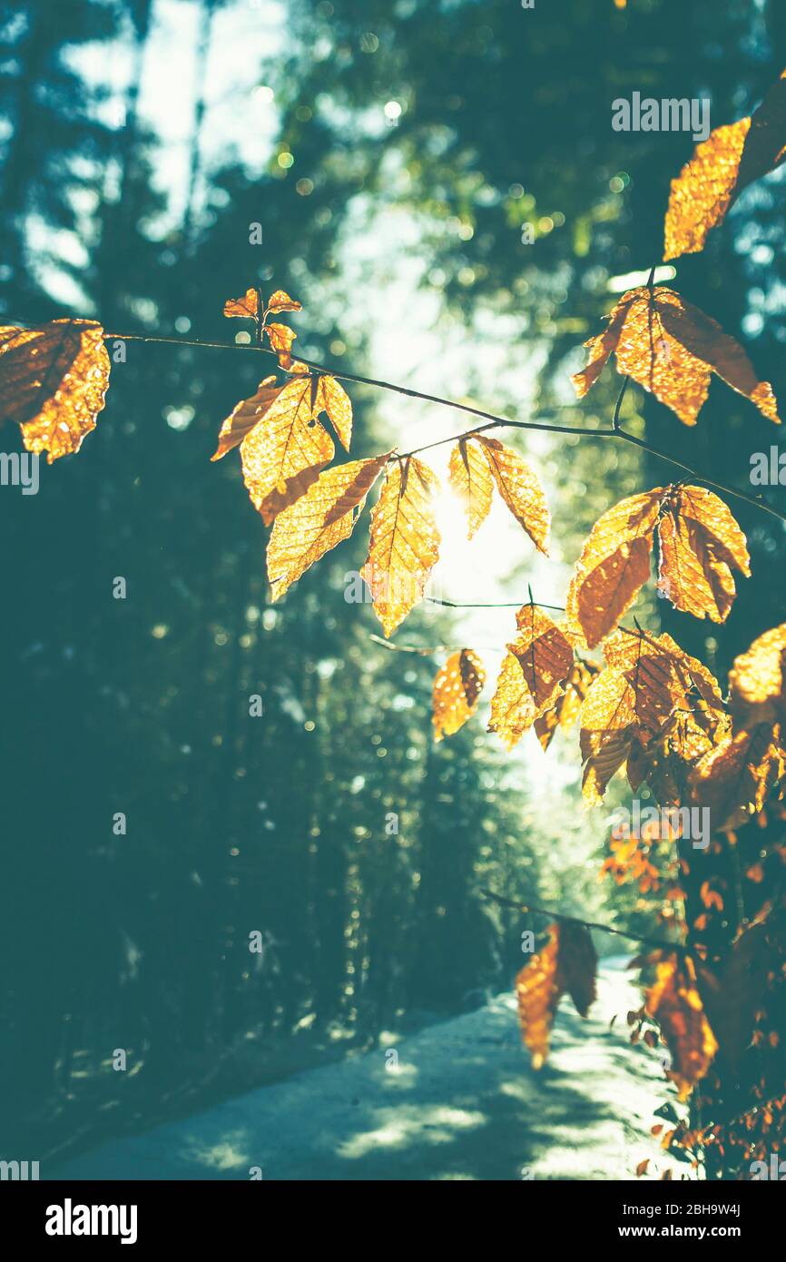 Herbstlich goldenes Laub und Äste und Sonne im Wald im Winter - Gegenlicht und Details. Abstrakter Hintergrund. Stockfoto